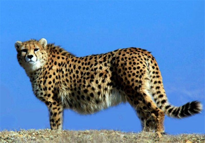 احیای پروژه حفاظت از یوز آسیایی پس از وقفه ۶ساله