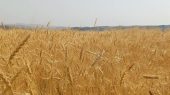 پس از تاکیدات رئیس قوه قضائیه ۲۱ همت دیگر به حساب گندمکاران واریز شد 
