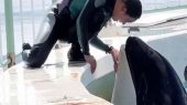 پشت پرده هولناک حمله نهنگ قاتل به جسیکا 