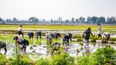 برنج در دام سوءمدیریت‌ها؛ از عملکرد جزیره‌ای تا احتکار 