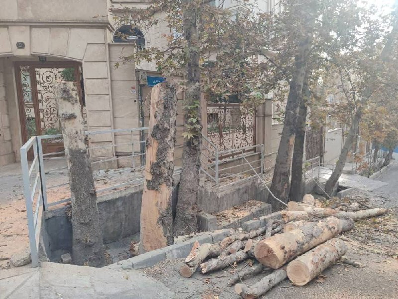 قطع درختان چنار قدیمی باغ فردوس؛ واکنش‌های تند مردم در فضای مجازی