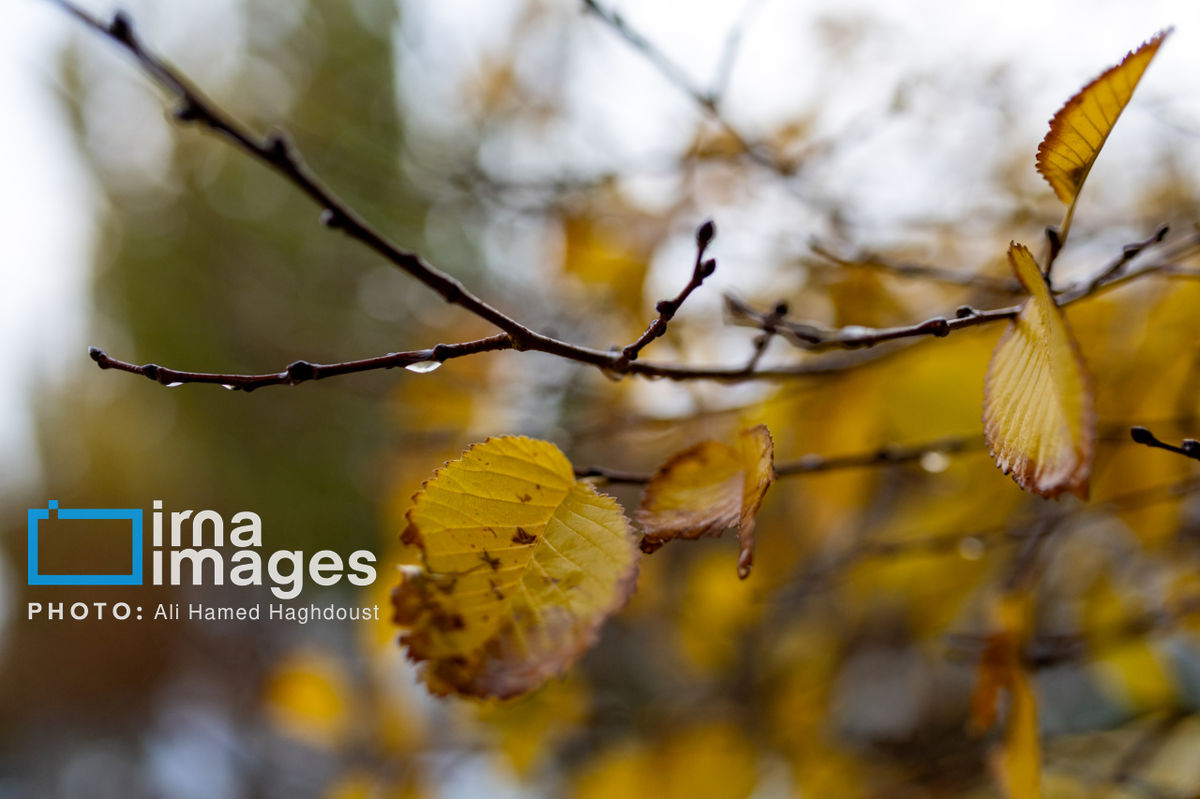 زمان دقیق شروع موج جدید بارش‌ها و کاهش آلودگی هوا اعلام شد