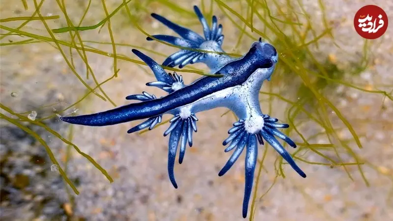 پنج جانور دریایی با رنگ «آبی» منحصربه‌فرد
