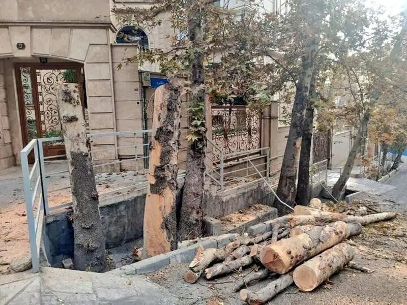 قطع درخت در باغ فردوس تهران