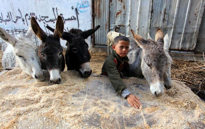 استفاده غزه ای ها از الاغ برای جابجایی