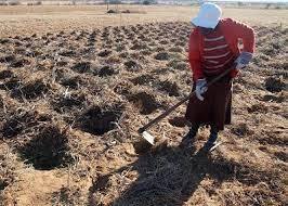 قبل از باران چاله بکَنید ؛ این یک تجربه مهم جهانی است (+تصاویر) قبل از باران چاله بکَنید ؛ این یک تجربه مهم جهانی است (+تصاویر)