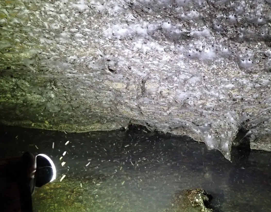 بزرگترین «تار عنکبوت» جهان با وسعت «106 متر مربع» در یک غار پیدا شد