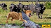 تماشای نبرد نفس‌گیر بوفالو، کروکودیل و شیرها در دل حیات وحش ایران!