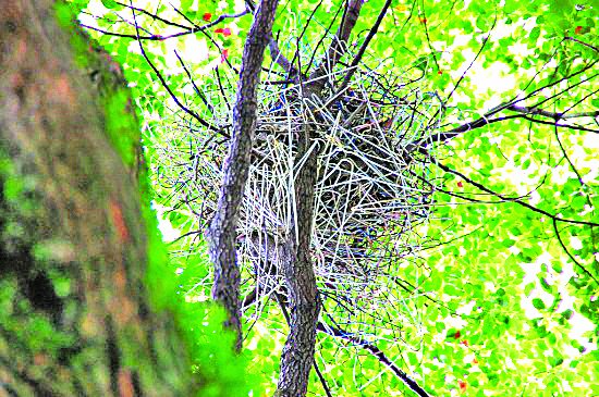 مشکل اصلی قارقار کلاغ‌ها؟