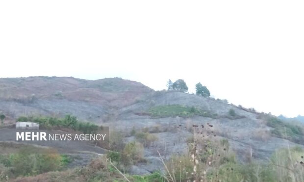 آتش‌سوزی مهیب باغات چای کومله در ۳ ساعت مهار شد؛ تلاش بی‌وقفه ۶۰ امدادگر پای کار