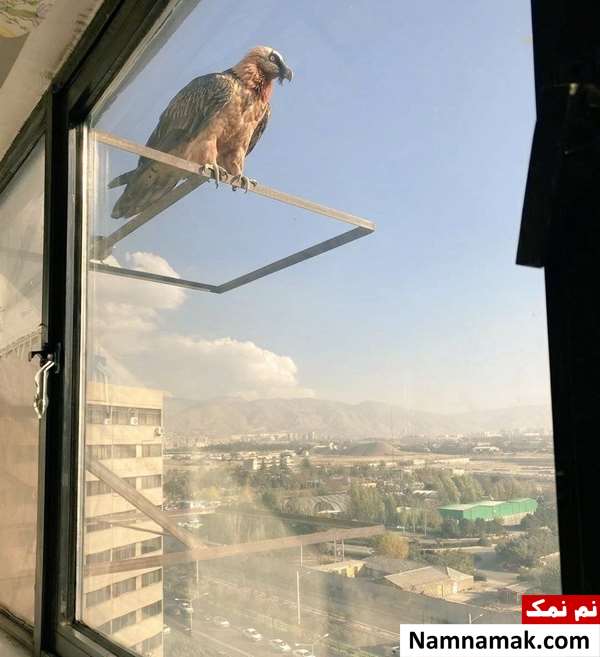 همای سعادت در اکباتان