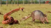 نبرد نفس‌گیر موریانه‌خور و مار در دل حیات وحش؛ صحنه‌هایی که باور نمی‌کنید!
