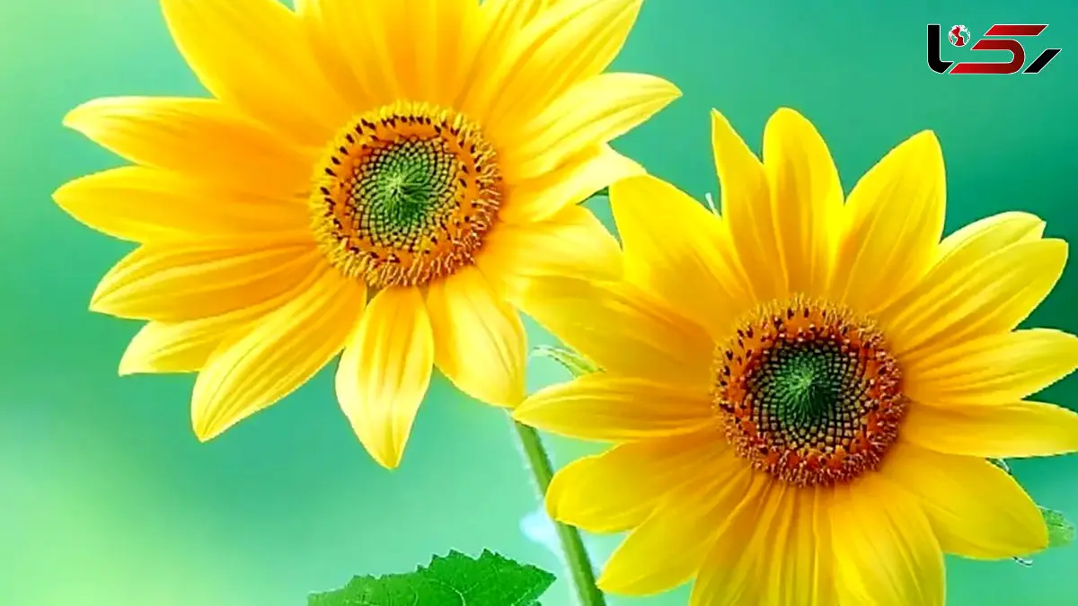 تعبیر فال روزانه یکشنبه ۲ آذر ۱۴۰۴ ماه تولدتان چیست؟