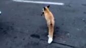 روباه در میدان هفت تیر تهران با شکار موش همه را شگفت‌زده کرد!