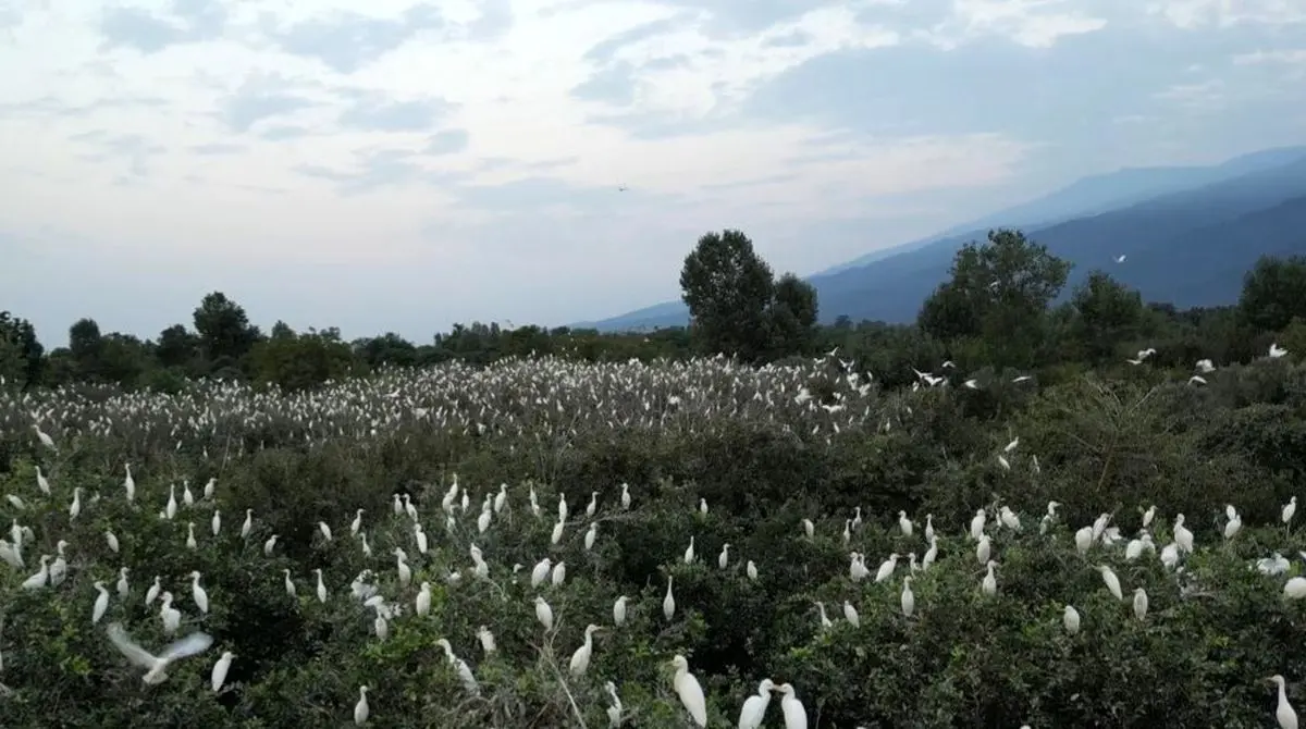 مستندی از هیچکاک در سینما حقیقت؛ پرندگان ترسناک که باغ ۷ برادر را به وحشت کشاندند!
