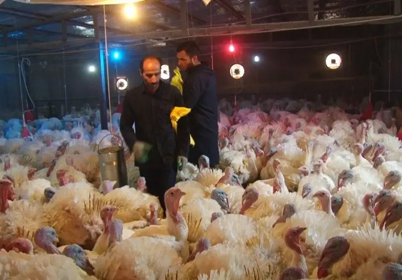 قزوین چگونه به قطب تولید گوشت بوقلمون کشور تبدیل شد؟