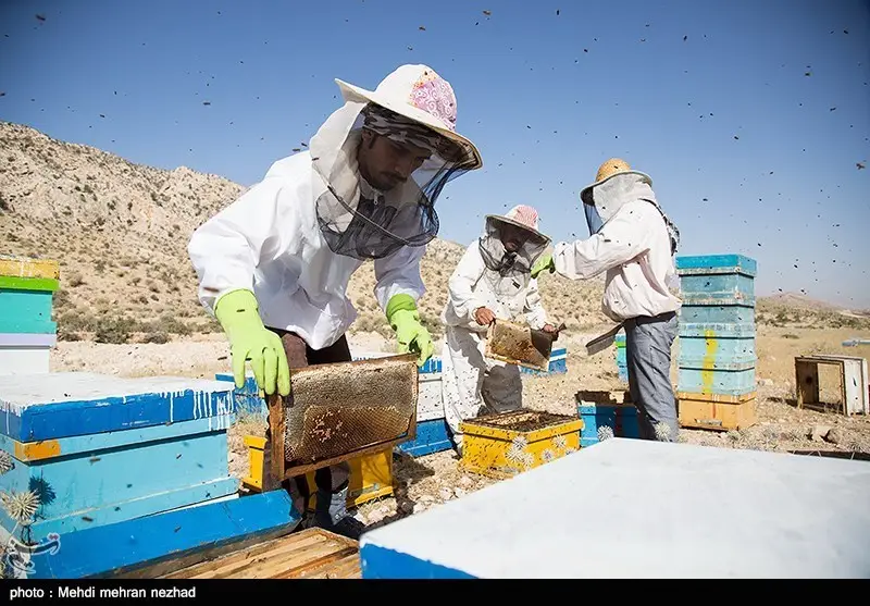 خراسان شمالی چگونه با تولید 3 هزار تن عسل و ژل رویال به قطب زنبورداری کشور تبدیل می‌شود؟