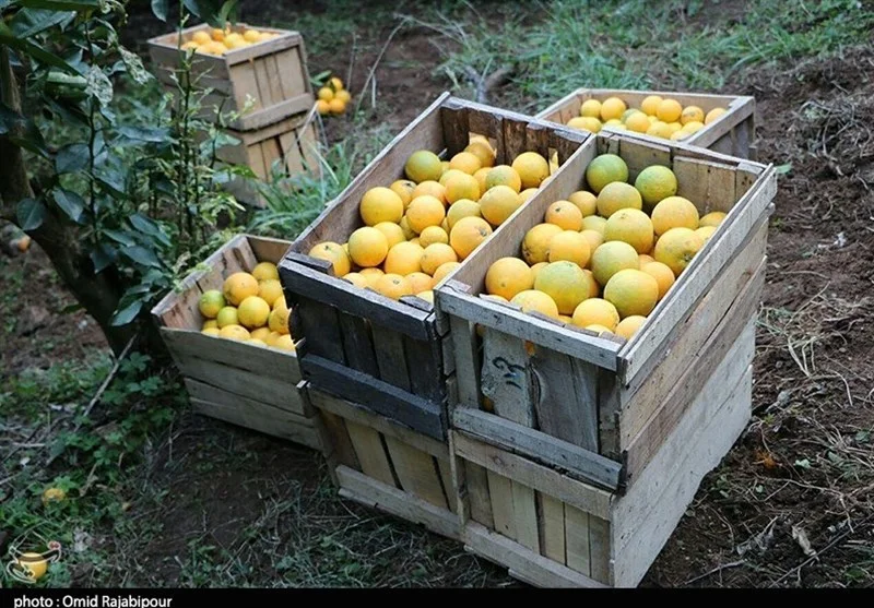 اخبار استان مازندران , اخبار ساری , نظام مسائل استان , نظام مسائل استان مازندران ,