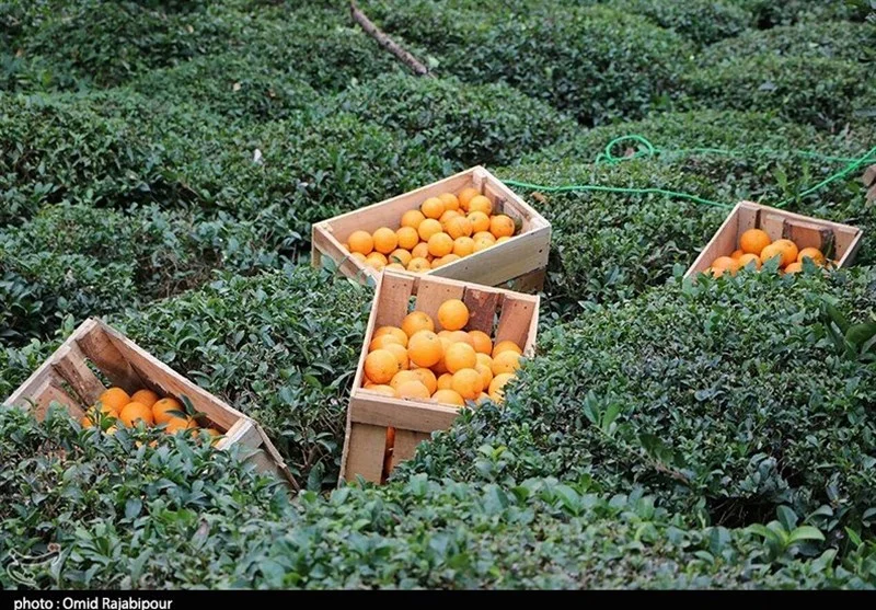 اخبار استان مازندران , اخبار ساری , نظام مسائل استان , نظام مسائل استان مازندران ,