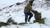 پخش علوفه در شاهرود؛ نجات حیات‌وحش در سرمای بی‌رحم زمستان