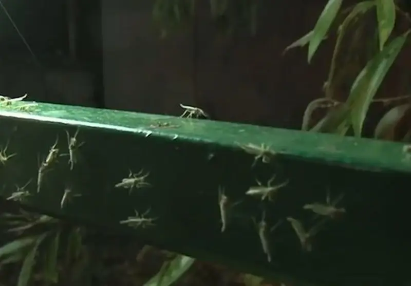 چگونه فناوری هسته‌ای به جنگ کنه‌ها و سفیدبالک‌های گلخانه‌ای رفته است؟