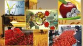 فعالیت 290 واحد صنایع تبدیلی در اردبیل؛ راهکاری برای جلوگیری از خام‌فروشی محصولات کشاورزی