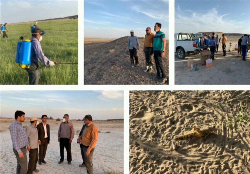 هشدار جدی درباره تهدید بی‌سابقه ملخ صحرایی برای امنیت غذایی ایران!