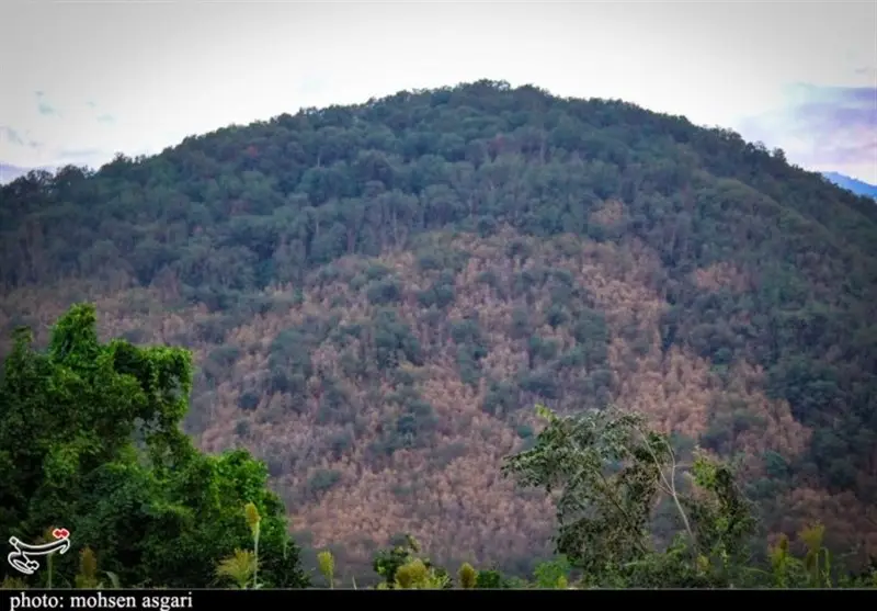 هجوم بی‌رحمانه پیچک‌های مهاجم به جنگل‌های هیرکانی؛ آیا فاجعه شمشادها تکرار می‌شود؟