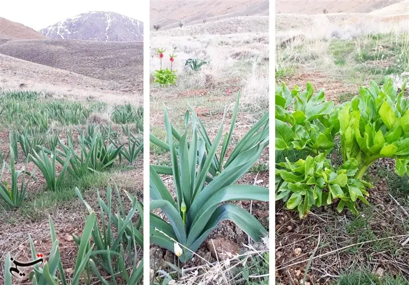 افزایش چشمگیر سطح زیر کشت گیاهان دارویی در چهارمحال و بختیاری؛ بیش از 100 هکتار جدید اضافه شد!