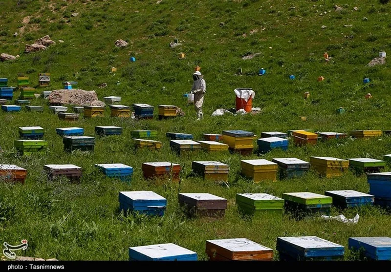 اخبار استان مازندران , کشاورزی , 