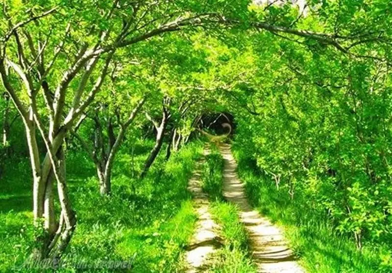 برداشت شگفت‌انگیز باغداران ایلامی؛ 3100 تن محصول به ارزش میلیاردها تومان!