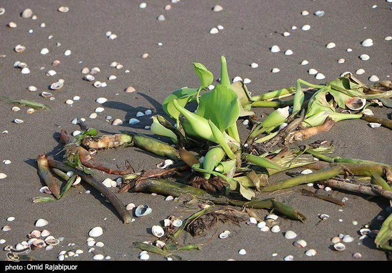 اخبار استان مازندران , اخبار ساری , نظام مسائل استان مازندران , نظام مسائل استان ,