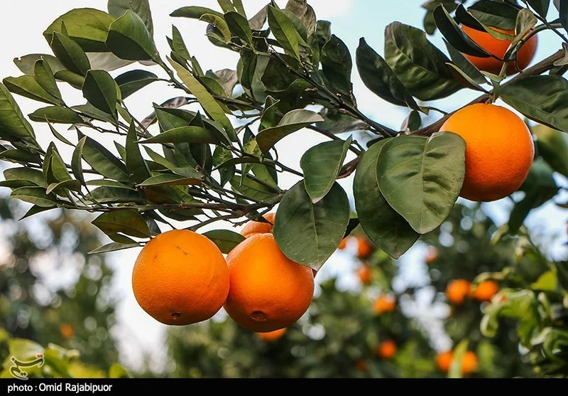 اخبار استان مازندران , اخبار ساری ,