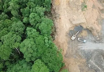 شکوفایی جنگل‌خواری در گلستان با افزایش نگران‌کننده ۱۳ درصدی؛ ۱۱۰ متخلف در دام قانون افتادند