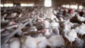 پایش 10 هزار و 99 واحدی آنفلوآنزای فوق‌حاد طیور در مازندران