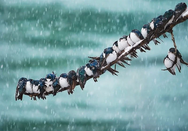 هشدار قرمز هواشناسی؛ برف و باران شدید ۴ استان ایران را فرا می‌گیرد!