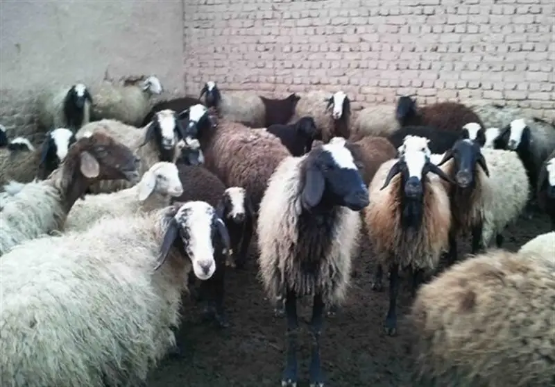 دامداران خراسان جنوبی از توزیع ناعادلانه نهاده‌ها پرده برداشتند؛ سهم استان کجاست؟