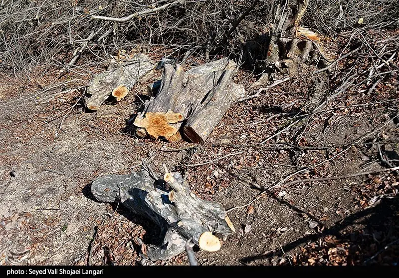 کشف راز پاک‌تراشی جنگل‌های 100 ساله هیرکانی؛ دستور قطع درختان از کجا آمد؟