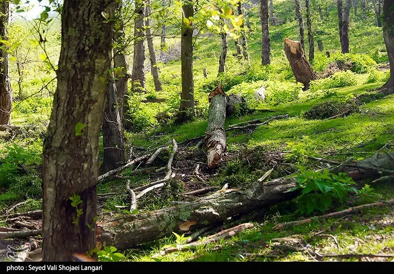 هیرکانی در معرض نابودی؛ قاچاق و ویلاسازی چگونه جنگل‌های ایران را تهدید می‌کند؟