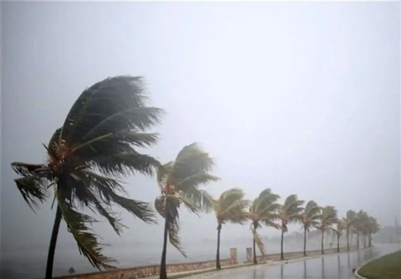 باران بی‌سابقه در بوشهر؛ مزارع گوجه‌فرنگی و برق استان زیر ضربه سنگین