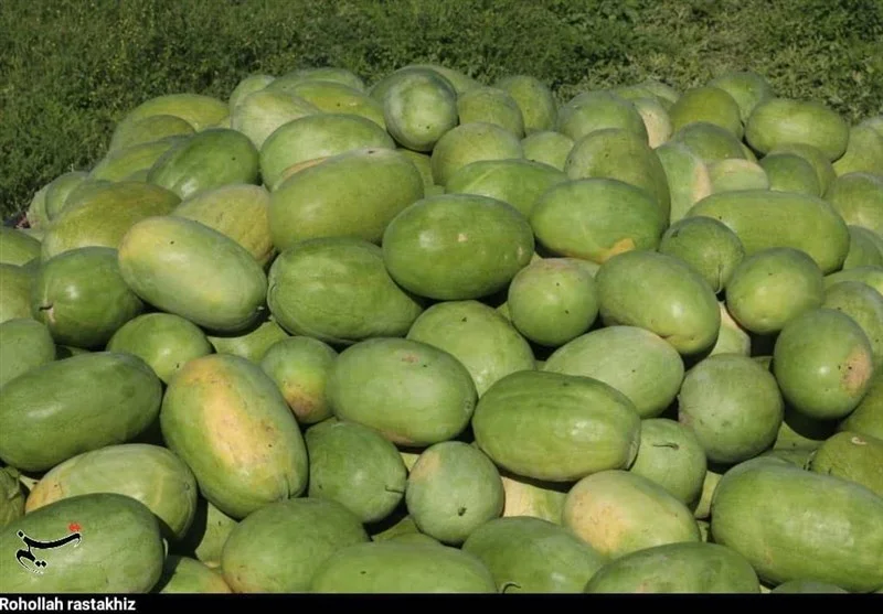 برداشت هندوانه پاییزه در میناب؛ یلدای متفاوت با طعمی تازه و خارج از فصل!