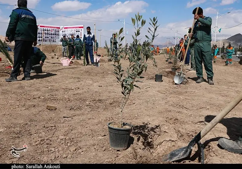 کلید طلایی تحقق کاشت یک میلیارد درخت در ایران چیست؟