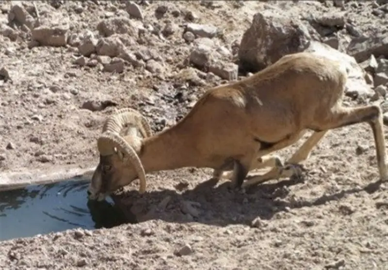 افزایش تماس دام و حیات‌وحش؛ تهدید پنهان انتقال بیماری‌ها که باید جدی گرفت