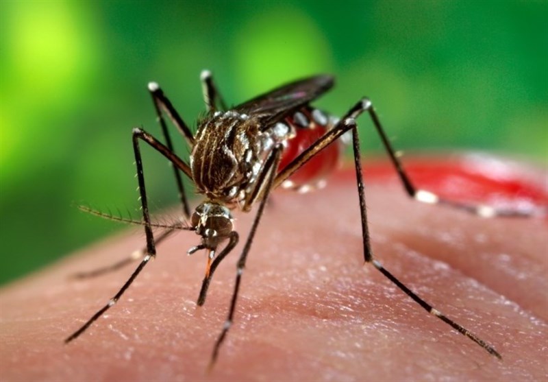 بندرعباس در تب دنگی؛ ثبت رکورد نگران‌کننده 237 مبتلا فقط امسال!