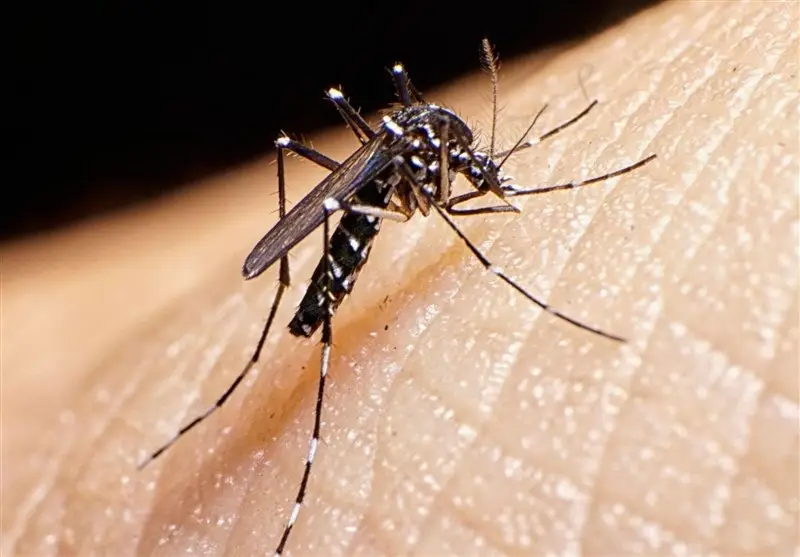 شمار مبتلایان تب دنگی در هرمزگان به ۲۵۶ نفر رسید؛ نگرانی از شیوع گسترده در بندرعباس