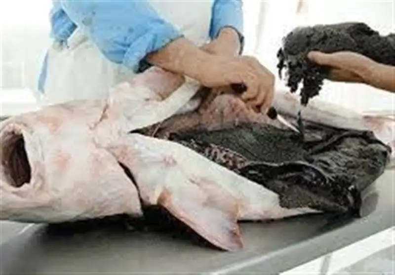 خاویار ایران در خطر نابودی؛ بازار سیاه اوزون برون به اوج رسید!