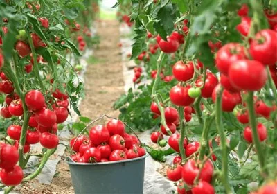 800 خانوار خراسان جنوبی چگونه از کشت‌های گلخانه‌ای سود بردند؟ کشفیات شگفت‌انگیز در برداشت محصولات!