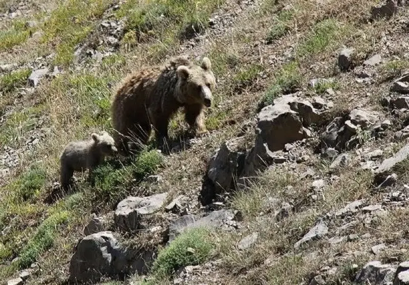 شکار لحظه‌های نادر از خرس قهوه‌ای مادر و دو توله‌اش در دل دنا + فیلم اختصاصی