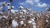 چرا پنبه گلستان دوباره نفس می‌کشد؟ راز بازگشت طلای سفید از مزارع تا لباس‌ها