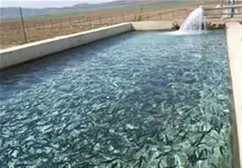 رونمایی از جهش ۲۰ هزار تنی تولید شیلات در لرستان؛ تحولی بی‌سابقه در صنعت آبزی‌پروری!